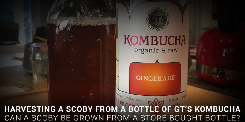 Harvesting a SCOBY from a bottle of GT's Kombucha